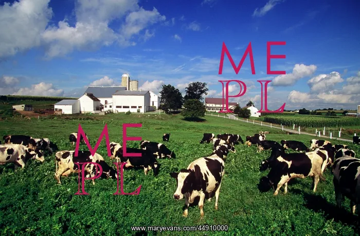 : Herd of holstein dairy cows lancaster county : Herd of holstein dairy cows lancaster county