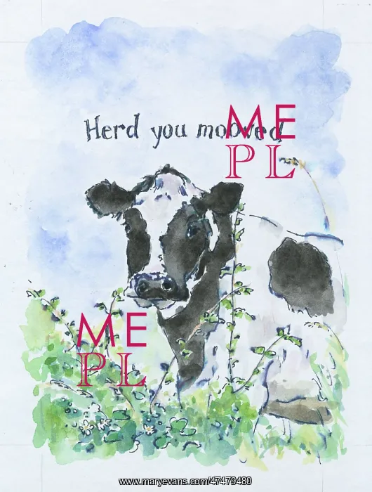  : Herd you mooved - a black and white cow