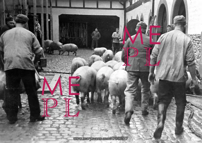 : A herd of pigs is shepherded to the butcher to supply : A herd of pigs is shepherded to the butcher to supply