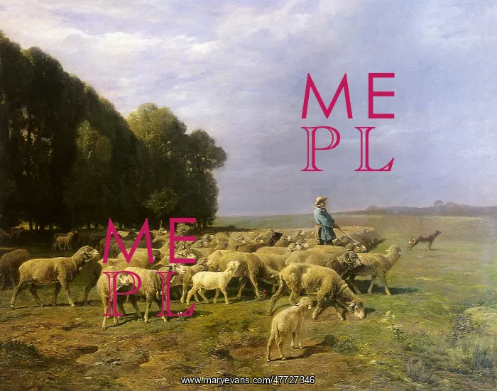 : Herd of Sheep