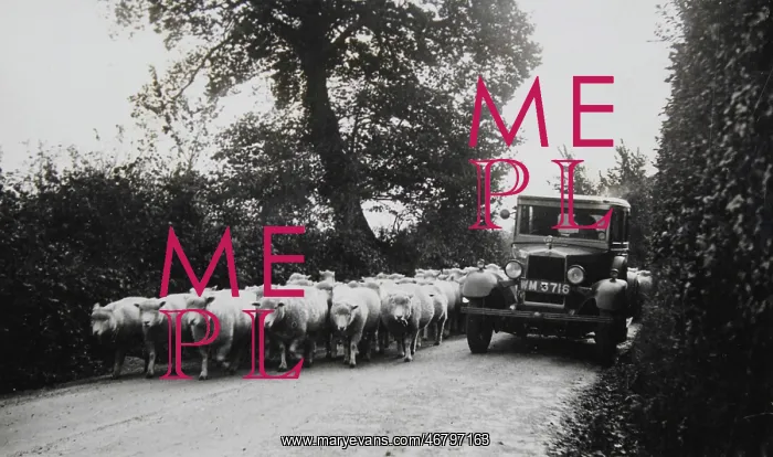 : Herd of sheeps : Herd of sheeps
