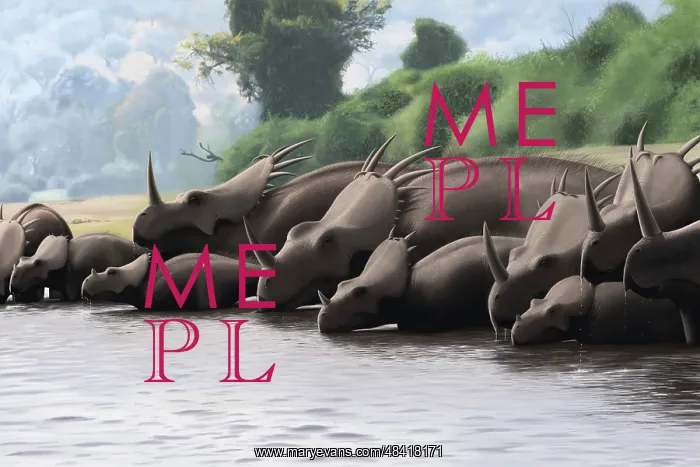 : Herd of Styracosaurus dinosaurs grazing in a prehistoric ? : Herd of Styracosaurus dinosaurs grazing in a prehistoric ?