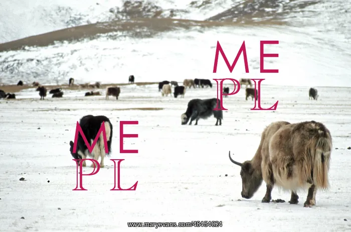 : Herd of yaks, 1973 : Herd of yaks, 1973