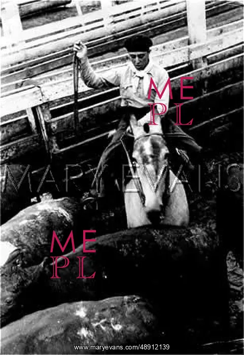 : HERDING CATTLE : HERDING CATTLE