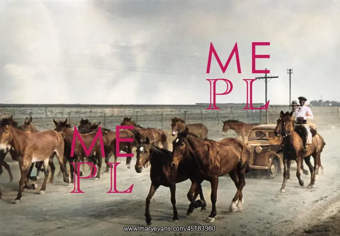 : HERDING HORSES : HERDING HORSES