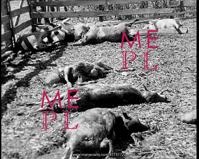 : Herds of Cows Suffering And Dying Because of : Herds of Cows Suffering And Dying Because of