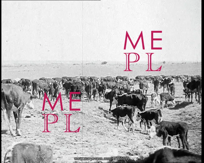 : Herds of Cows Suffering And Dying Because of : Herds of Cows Suffering And Dying Because of