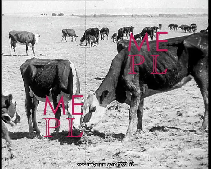 : Herds of Cows Suffering And Dying Because of : Herds of Cows Suffering And Dying Because of