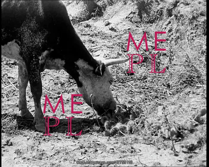 : Herds of Cows Suffering And Dying Because of : Herds of Cows Suffering And Dying Because of