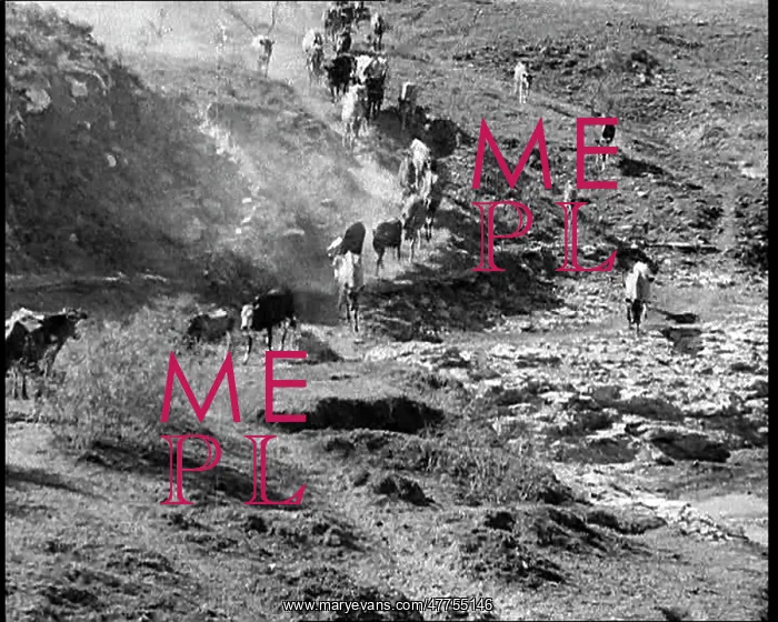 : Herds of Cows Suffering And Dying Because of : Herds of Cows Suffering And Dying Because of