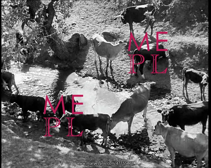 : Herds of Cows Suffering And Dying Because of : Herds of Cows Suffering And Dying Because of