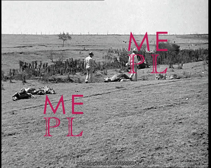 : Herds of Cows Suffering And Dying Because of : Herds of Cows Suffering And Dying Because of