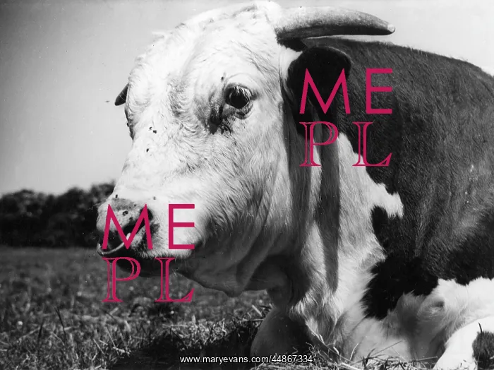 : HEREFORD BULL : HEREFORD BULL