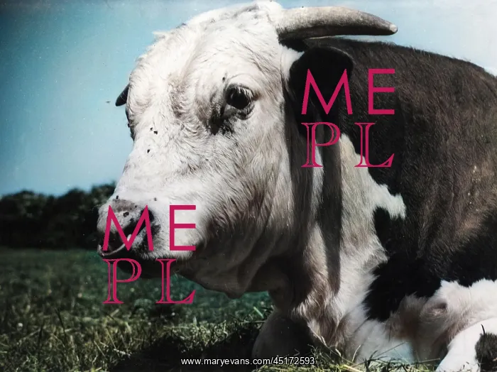 : HEREFORD BULL : HEREFORD BULL