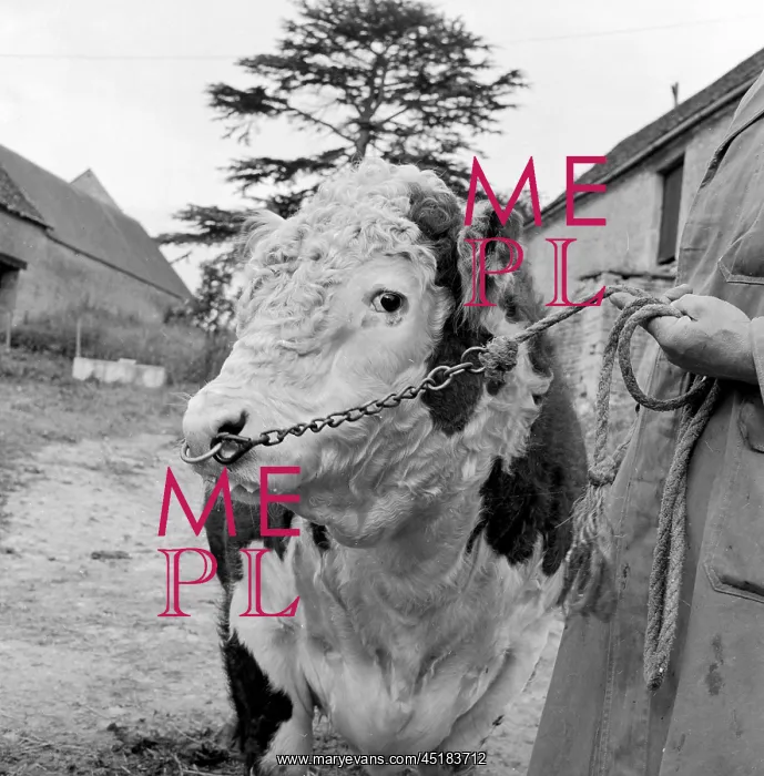 : Hereford Bull : Hereford Bull