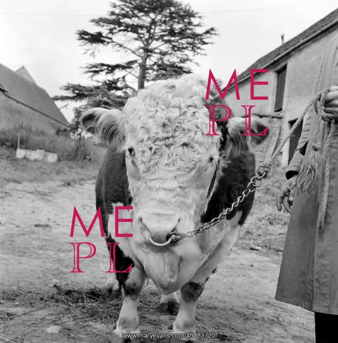 : Hereford Bull : Hereford Bull