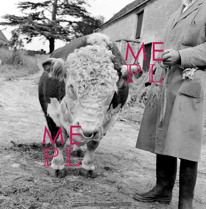 : Hereford Bull : Hereford Bull