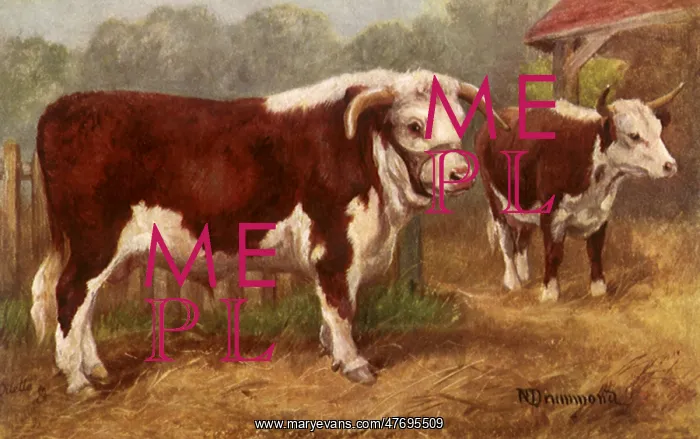  : Hereford Bull and Cow