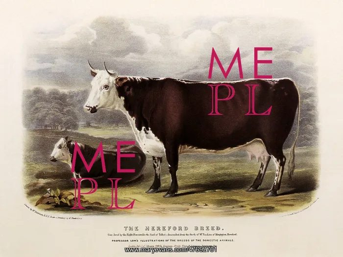  : Hereford Cattle