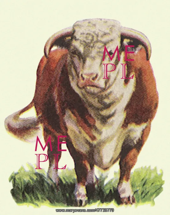  : Hereford Cow