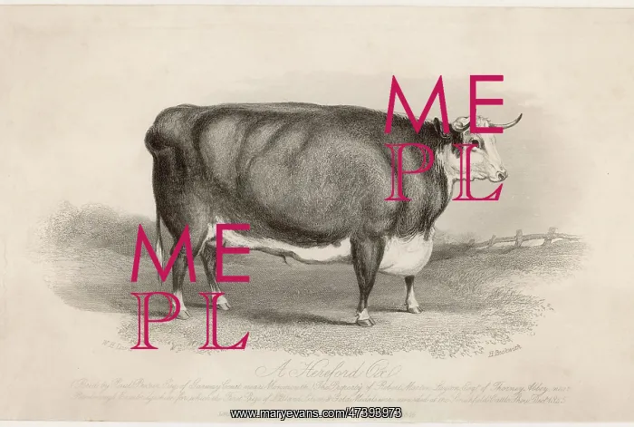 : HEREFORD OX : HEREFORD OX