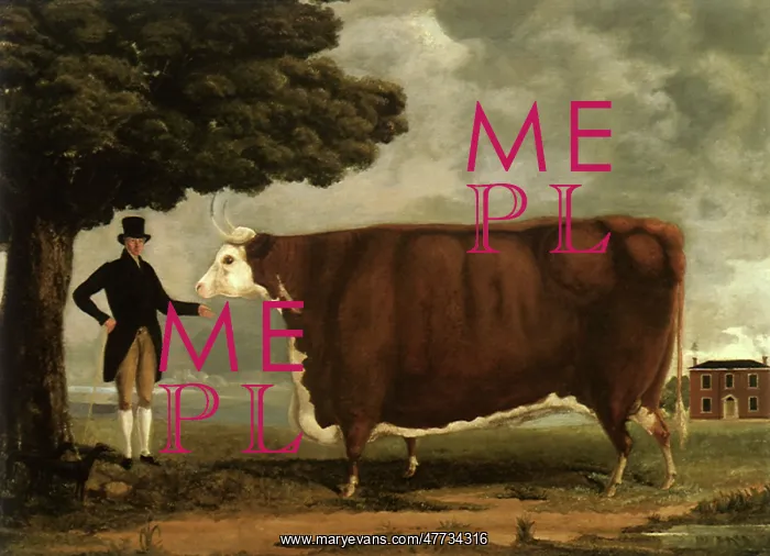 : Hereford Ox and Owner : Hereford Ox and Owner