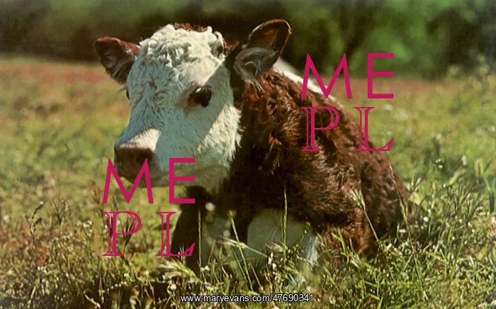  : Herefords on the LBJ Ranch