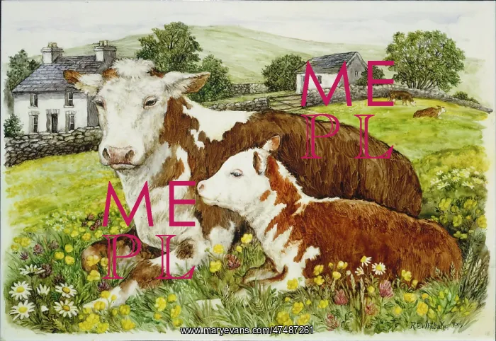 : Herefordshire cow and calf : Herefordshire cow and calf