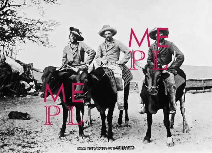 : Hereros ride oxen, 1904 : Hereros ride oxen, 1904