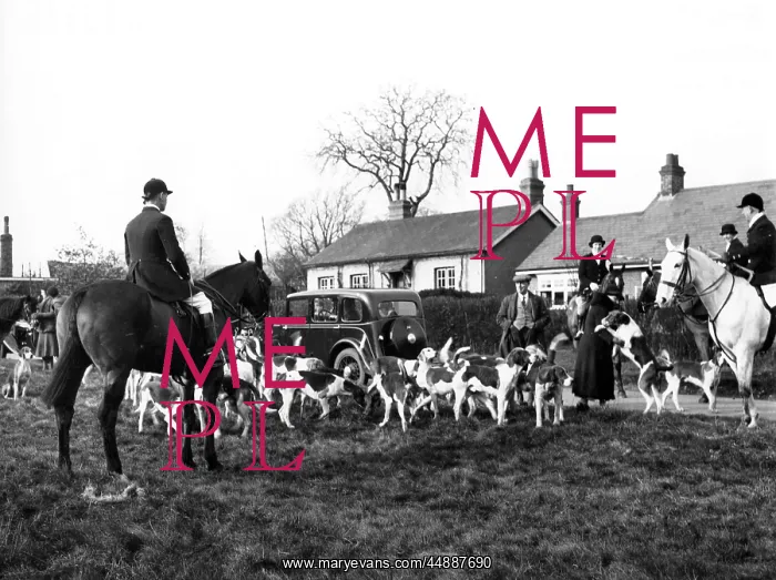 : HERFORDSHIRE FOX HUNT : HERFORDSHIRE FOX HUNT