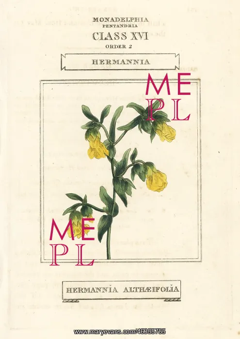: Hermannia, Hermannia althaeifolia : Hermannia, Hermannia althaeifolia