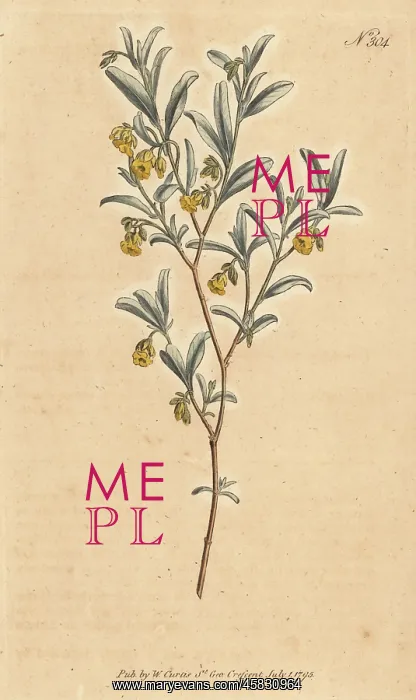 : Hermannia lavandulifolia : Hermannia lavandulifolia