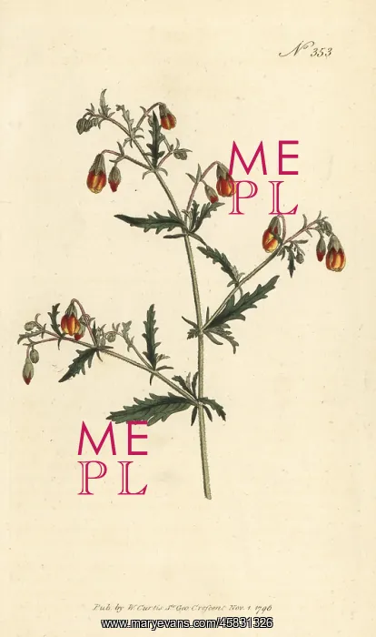 : Hermannia species : Hermannia species