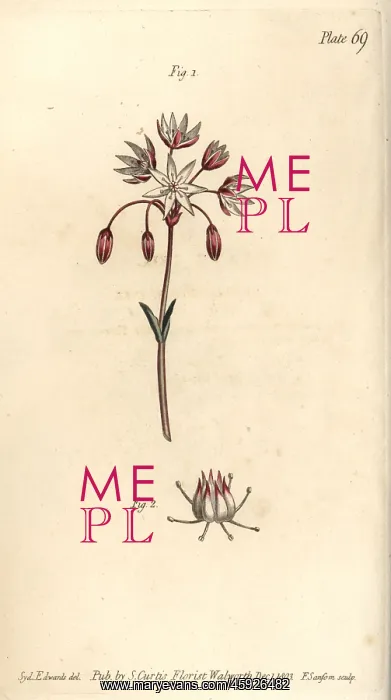 : Hermaphrodite flower with seven pistilla : Hermaphrodite flower with seven pistilla