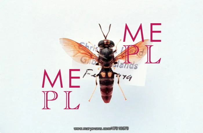 : Hermetia illucens, soldier fly : Hermetia illucens, soldier fly
