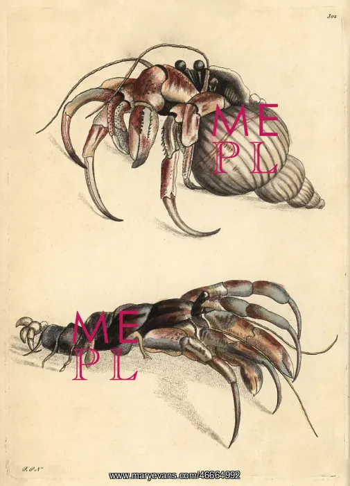 : Hermit crab, Pagurus bernhardus, shown in shell and naked : Hermit crab, Pagurus bernhardus, shown in shell and naked