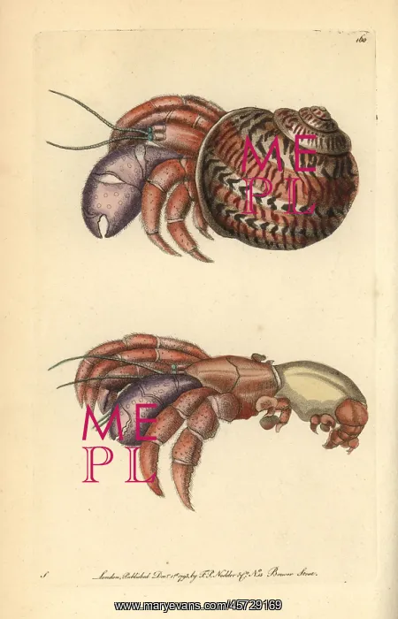 : Hermit crab, Petrochirus diogenes : Hermit crab, Petrochirus diogenes