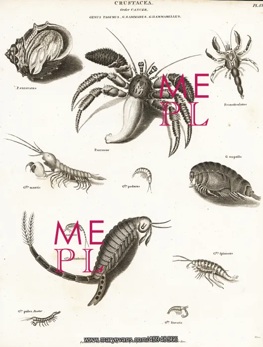 : Hermit crabs, mantis shrimp and amphipods : Hermit crabs, mantis shrimp and amphipods