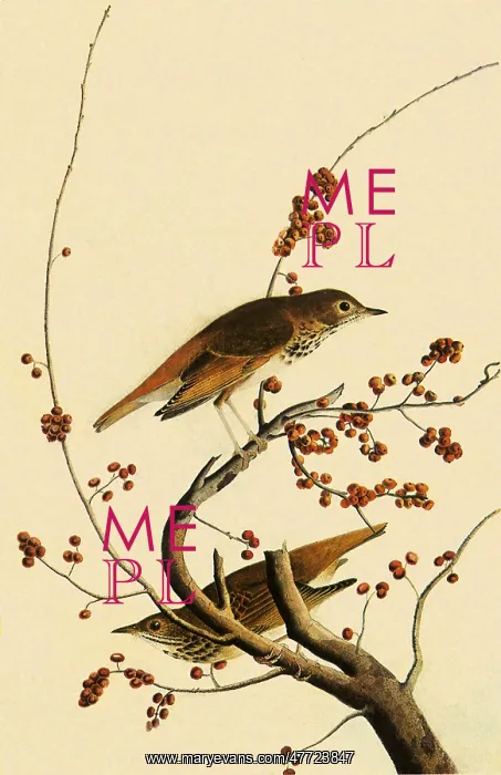  : Hermit Thrush, Hylocichla guttata