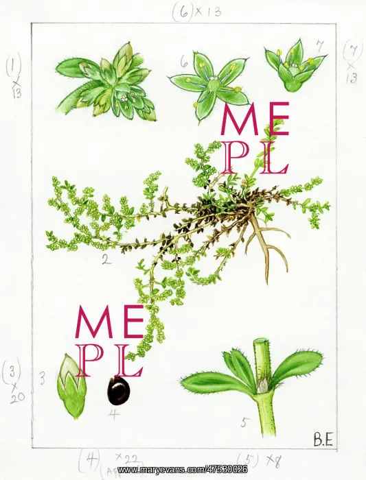 : Hernaria glabra - smooth rupturewort : Hernaria glabra - smooth rupturewort