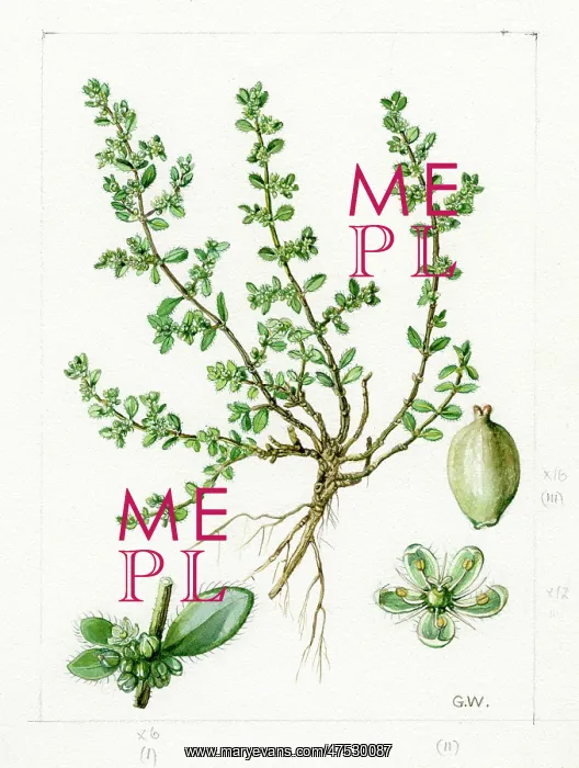 : Herniaria ciliata - rupturewort : Herniaria ciliata - rupturewort