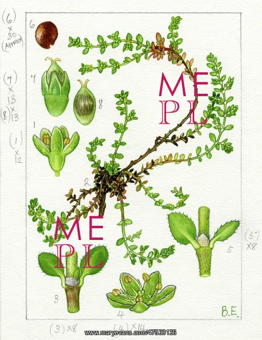 : Herniaria ciliata - rupturewort : Herniaria ciliata - rupturewort