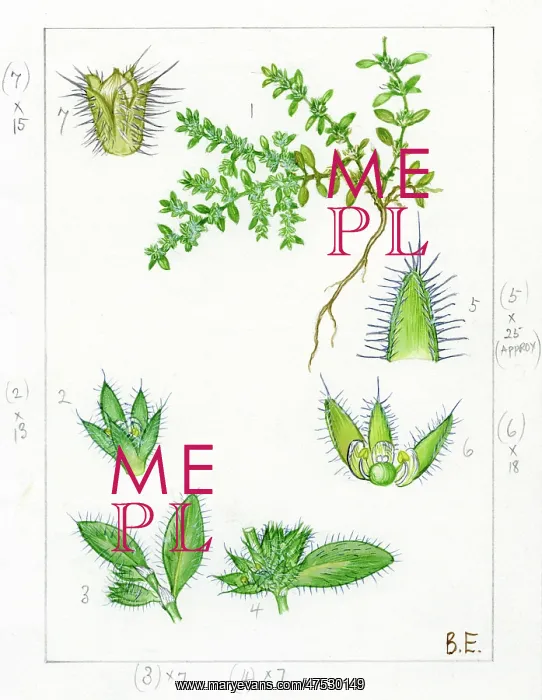: Herniaria hirsuta - hairy rupturewort : Herniaria hirsuta - hairy rupturewort
