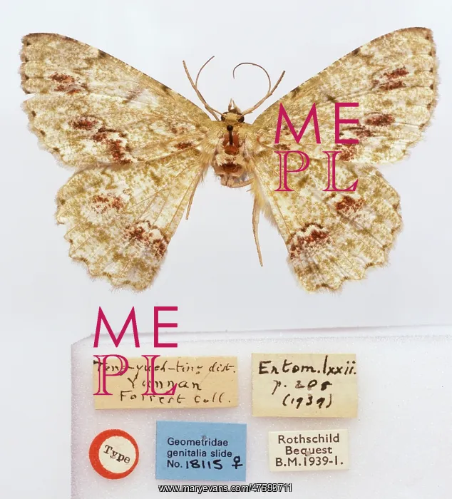 : Herochroma mansfieldi, moth : Herochroma mansfieldi, moth