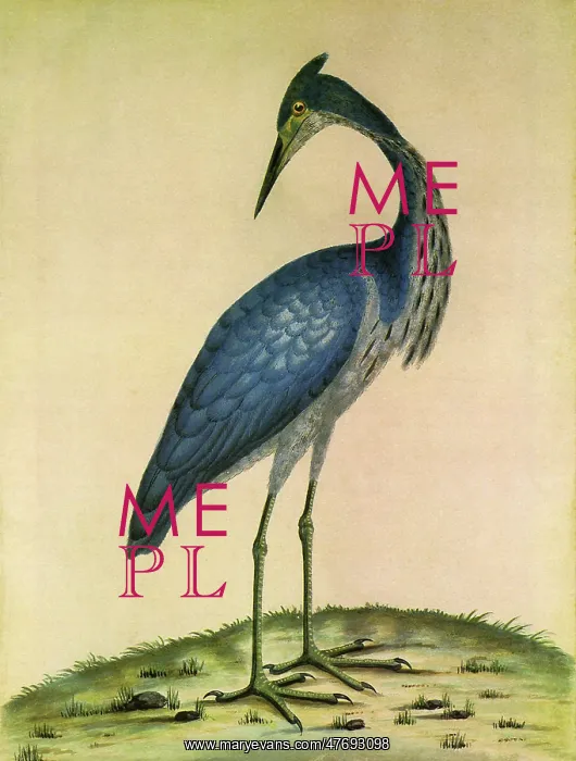  : A Heron