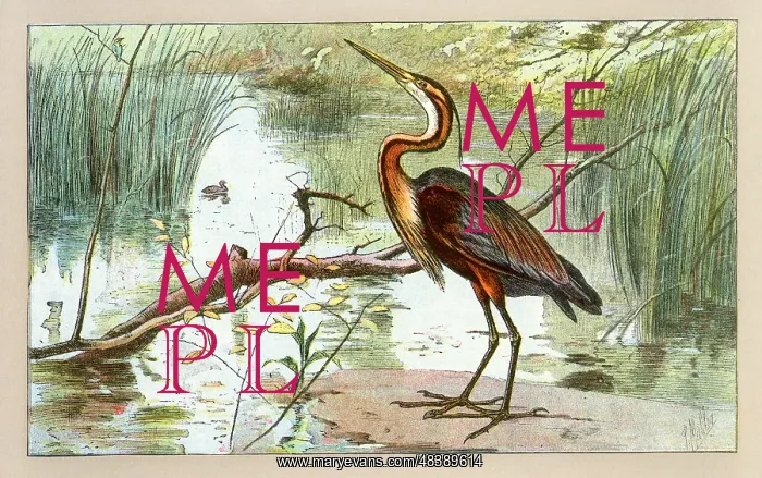  : A heron
