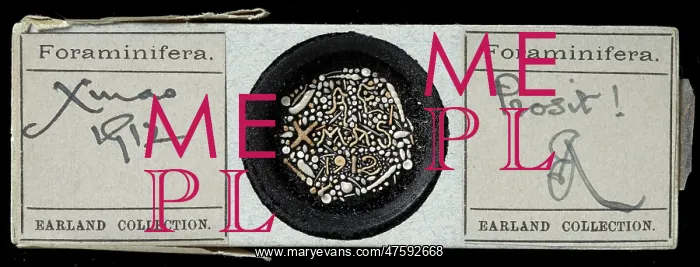 : Heron- Allen microscope slides of foraminifera : Heron- Allen microscope slides of foraminifera
