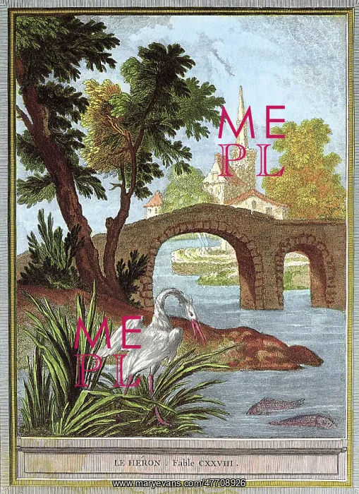  : Heron Eyes Fish