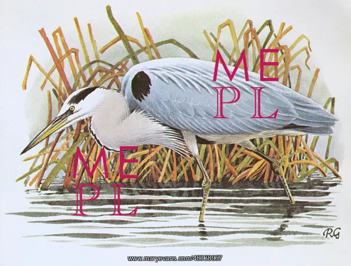 : Heron. A Heron stalking its prey in the reeds : Heron. A Heron stalking its prey in the reeds