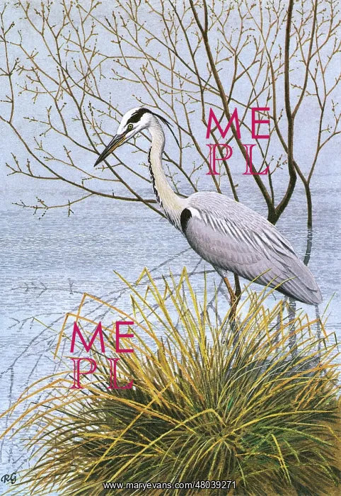 : Heron. A Heron stalks its prey on the waters edge : Heron. A Heron stalks its prey on the waters edge